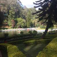 Pleasant smell of tea leaves in the air