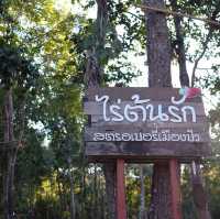 ไร่ต้นรัก.. 🌾