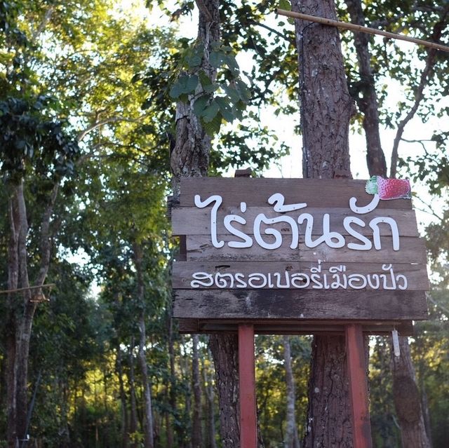 ไร่ต้นรัก.. 🌾