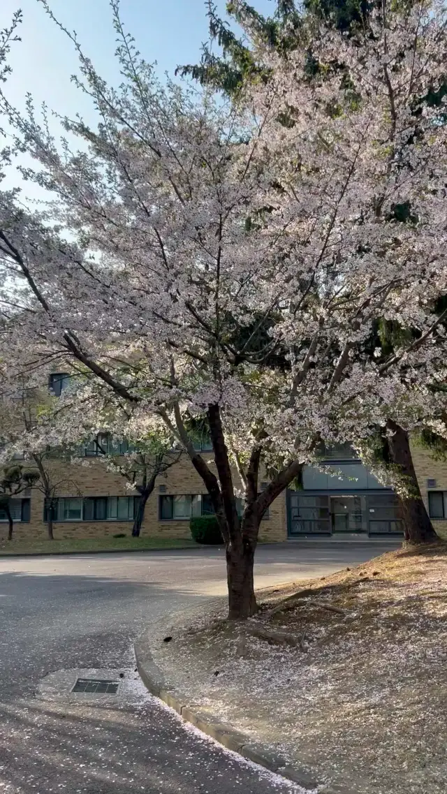 Cherry Blossom in Suwon Campus