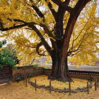 Golden foliage at Geumsidang, Miryang