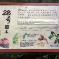 台灣阿里山看日出（第一次登山便看到）