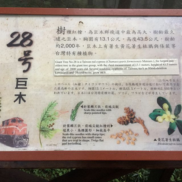 台灣阿里山看日出（第一次登山便看到）