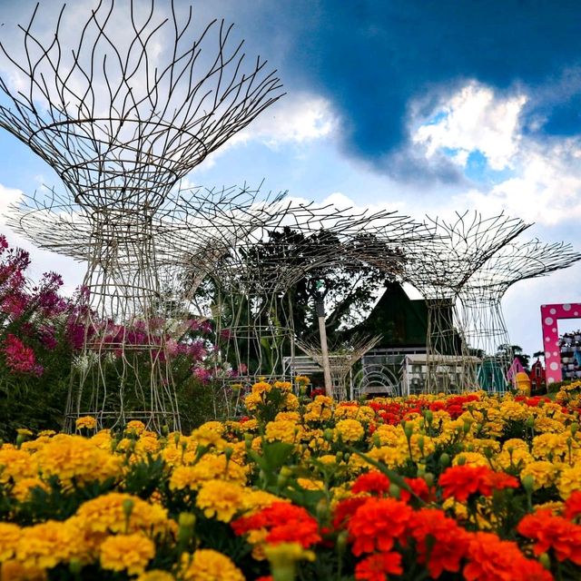 CELOSIA FLOWER PARK