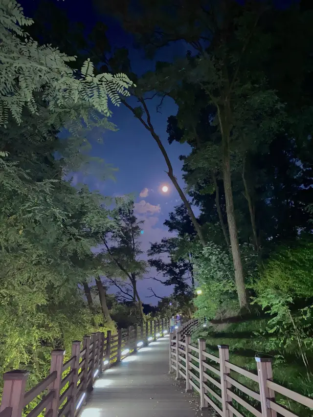 몽환적인 야경을 감상할 수 있는 이곳, 광교호수공원