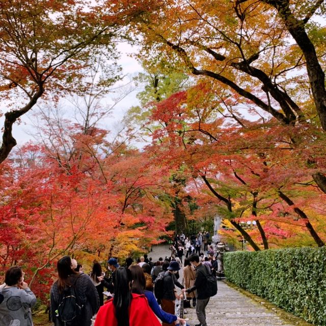 京都[紅葉めぐり]  永観堂[禅林寺]  (感動の庭園編)