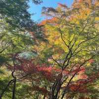箕面公園｜日本の滝 百選に選ばれた箕面大滝