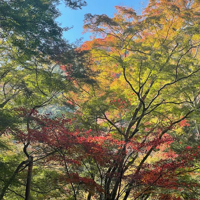 箕面公園｜日本の滝 百選に選ばれた箕面大滝