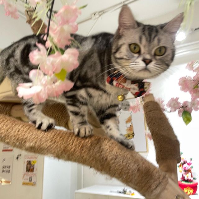 喵🐱
