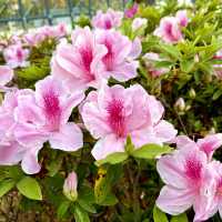 ［維多利亞公園］- 賞花好時機🌸🌺💐