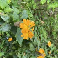 大角咀中式公園賞花｜漸變色橙黃花、烏龜、中式涼亭