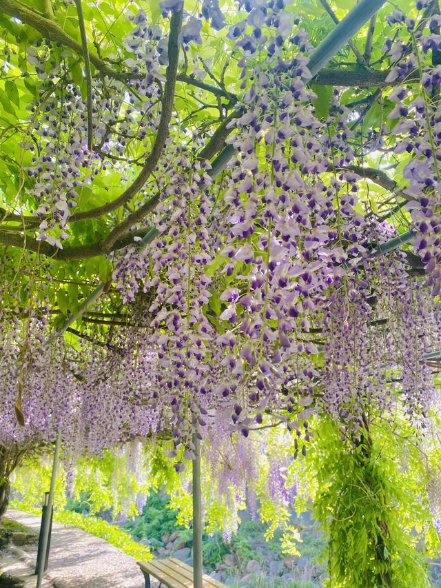 보랏빛 등나무꽃 터널을 만날 수 있는 곳💜