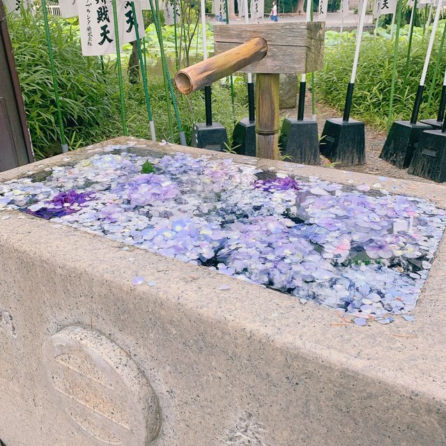 6月は紫陽花が見頃の鶴岡八幡宮