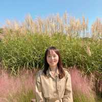 🌸 핑크뮬리와 여러가지 꽃구경이 가능한 경주 첨성대