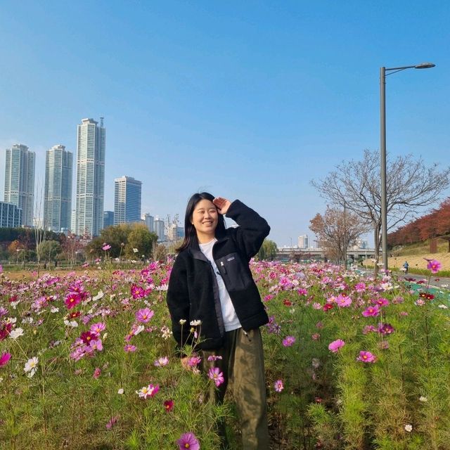 코스모스 가득한 안양천
