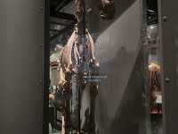 What’s inside the Perth Museum!