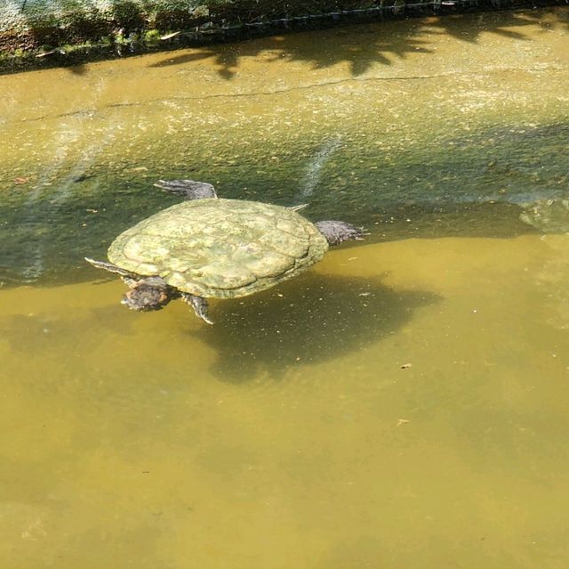 davao crocodile Park is a scaly experience 