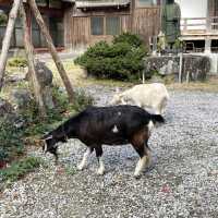 滋賀県　ヤギのいるお寺で紅葉狩り