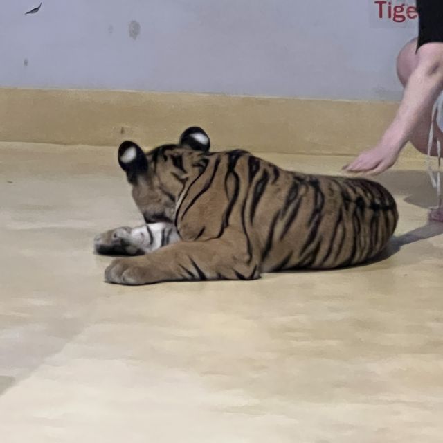 布吉島🐯樂園