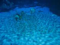 Aquaria Phuket พิพิธภัณฑ์สัตว์น้ำที่ใหญ่ที่สุด