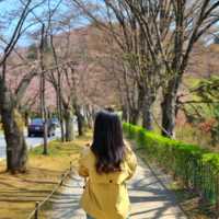🌸경기도 벚꽃 명소_용인 호암미술관 가실벚꽃길
