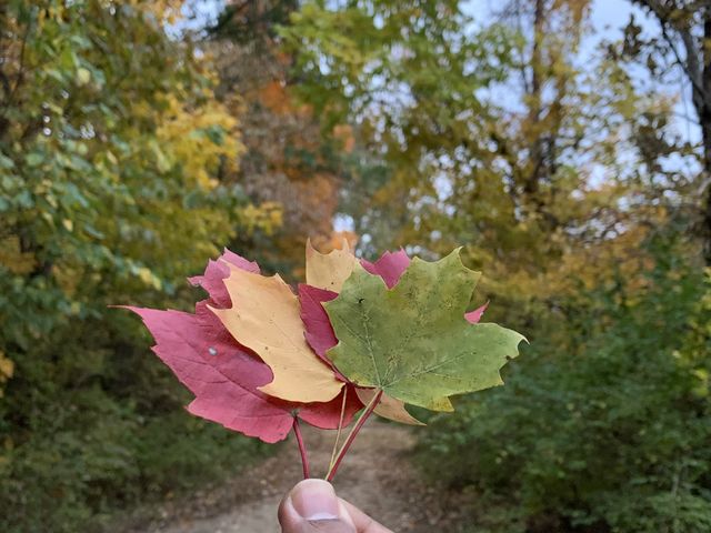 Columbus - Fall Colors 