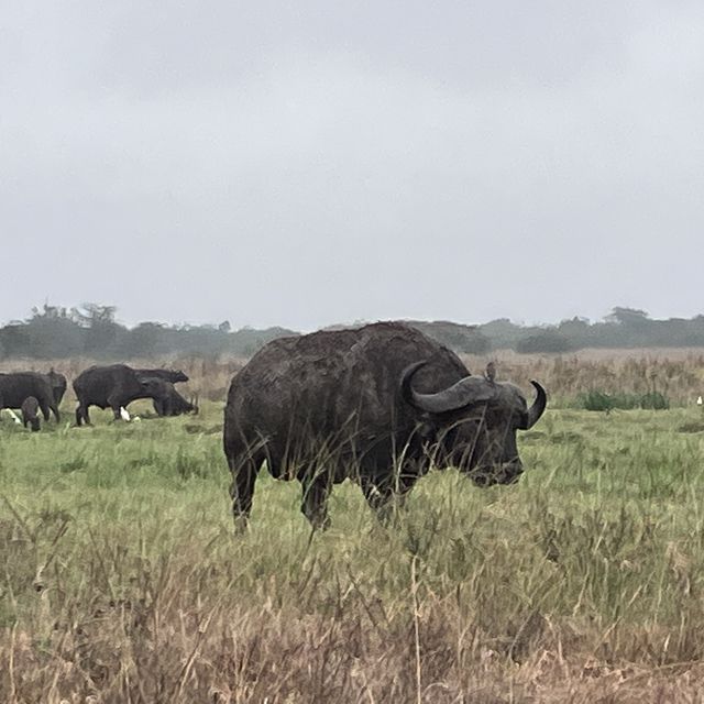 NAIROBI NATIONAL PARK 🦒🦓🐂