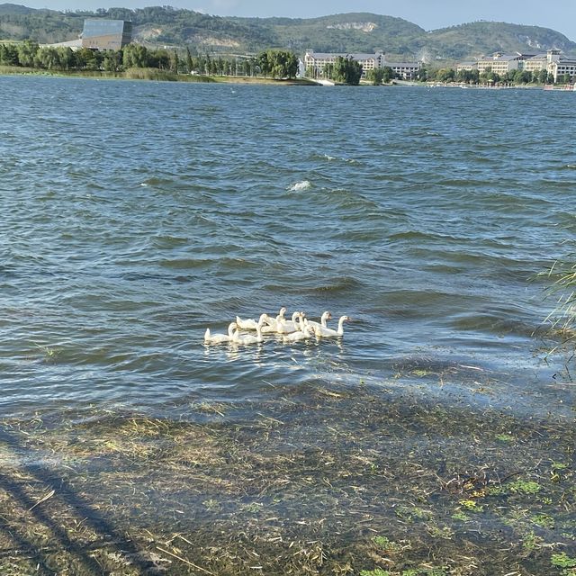 Jinniu Lake 