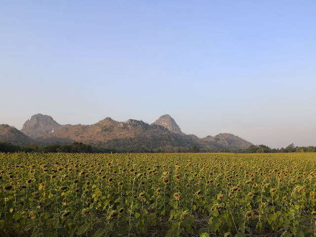 泰國 華富里 太陽花之旅