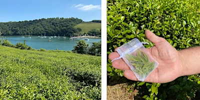 River Garden Tea Tour & Tea Tasting - Summer (June - Sept) | International Tea Centre