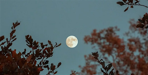 Full Moon Forest Bathing with Monica Wenzel | Fox Haven Organic Farm & Learning Center