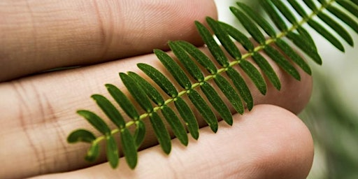Plant Identification | Compost Education Centre