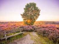 Explore Hoge Veluwe National Park