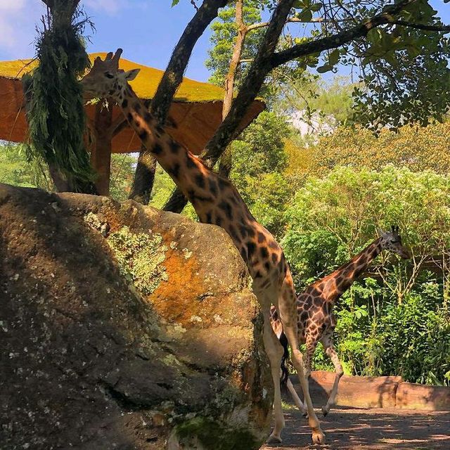 INDONESIAN SAFARI PARK, BOGOR