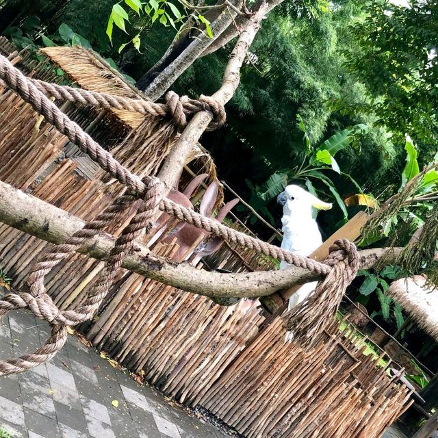 印尼峇里島野生動物園