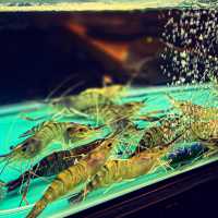 新鮮生猛流水蝦放題🦐剩食海鮮已回本
