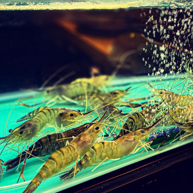 新鮮生猛流水蝦放題🦐剩食海鮮已回本