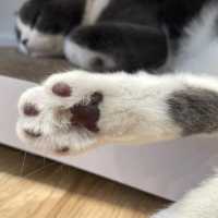 喵🐱