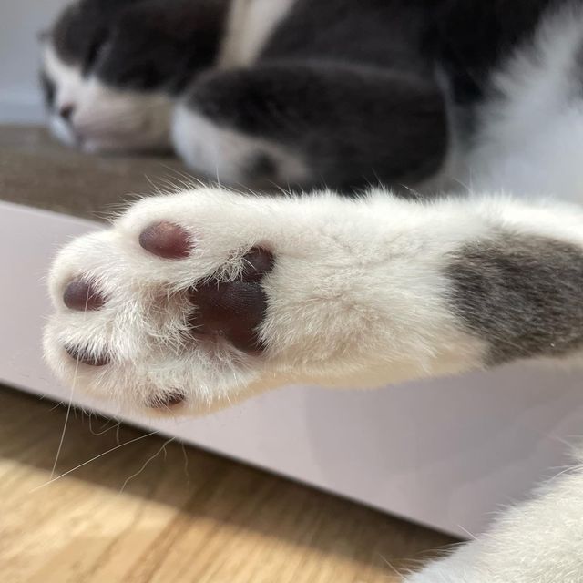喵🐱