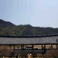 [병산서원] 안동 벚꽃 나들이 가볼만한 곳