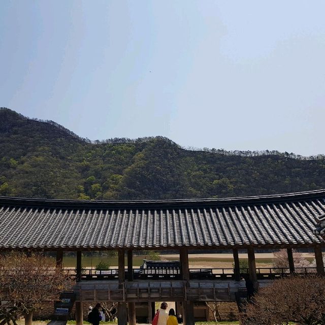 [병산서원] 안동 벚꽃 나들이 가볼만한 곳