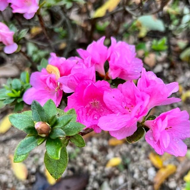 小西灣居民行山好去處
