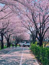 부산 벚꽃나라 자연탐방 ‘삼락생태공원’ 🌱