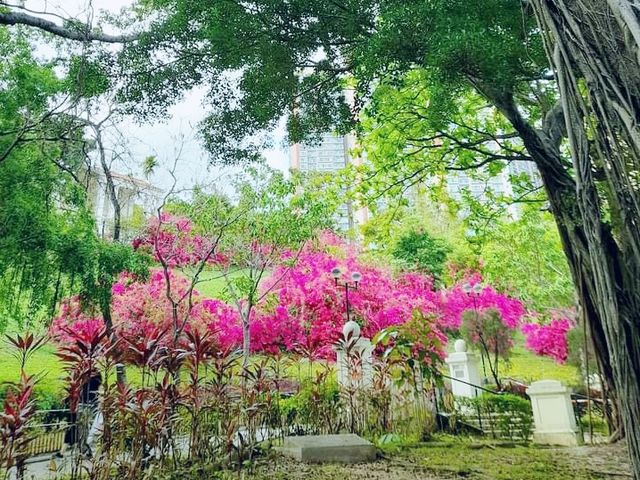 青衣賞花好地方