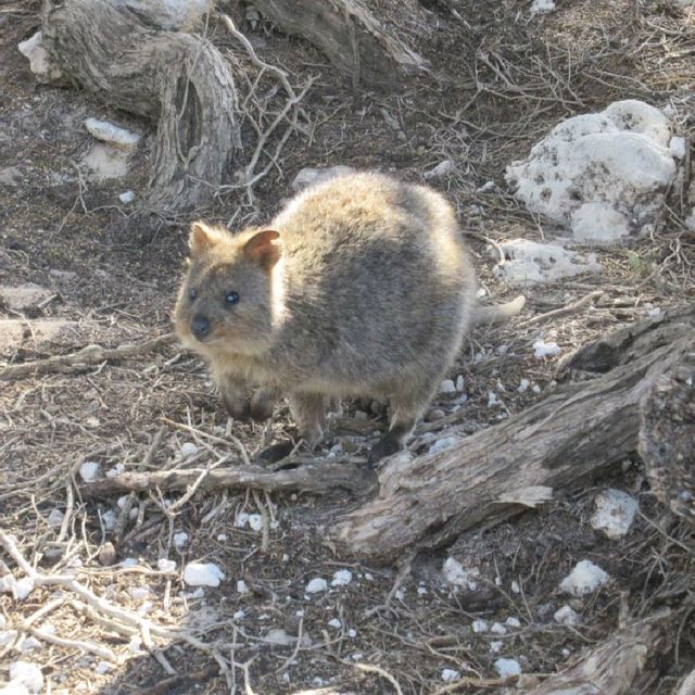 住在小島上最快樂的動物