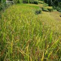 Batad - tranquil village with 360° view