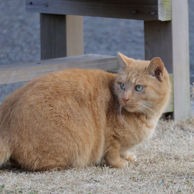 【和歌山城】自然とたわむれる公園