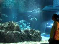 Sea Life Bangkok Ocean World สยามพารากอน