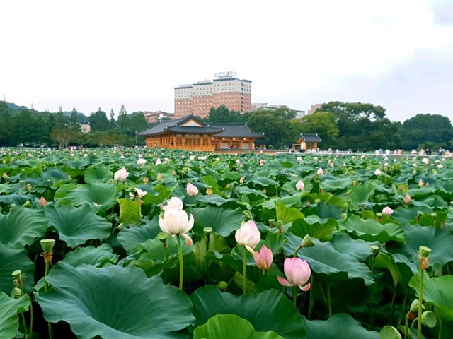 Deokjin Park Day View 