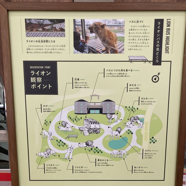 【多摩】多摩動物公園のライオンバスの乗り方